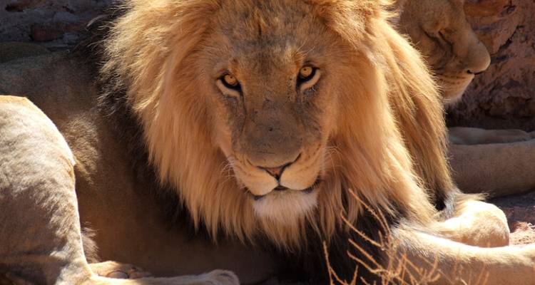 Safari de 2 jours en 4x4 avec les Big Five dans la réserve de chasse d'Aquila - Knap Tours Limited 7
