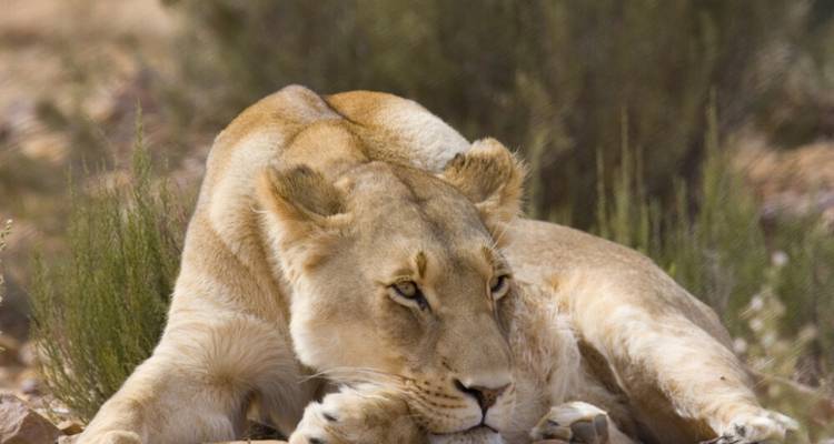 Safari de 2 jours en 4x4 avec les Big Five dans la réserve de chasse d'Aquila - Knap Tours Limited 8