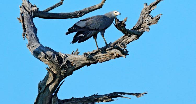 Safari de 2 jours en 4x4 avec les Big Five dans la réserve de chasse d'Aquila - Knap Tours Limited 9