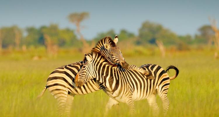 Safari de 2 jours en 4x4 avec les Big Five dans la réserve de chasse d'Aquila - Knap Tours Limited 10