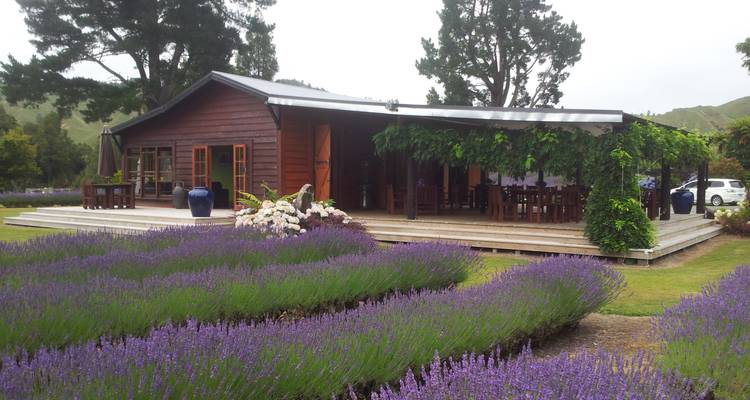 Signature | Flavourful North - Great Journeys New Zealand 3