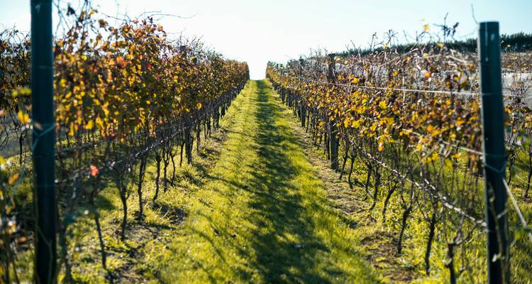 Signature | Villes, mers et plaisirs culinaires - Great Journeys New Zealand 7