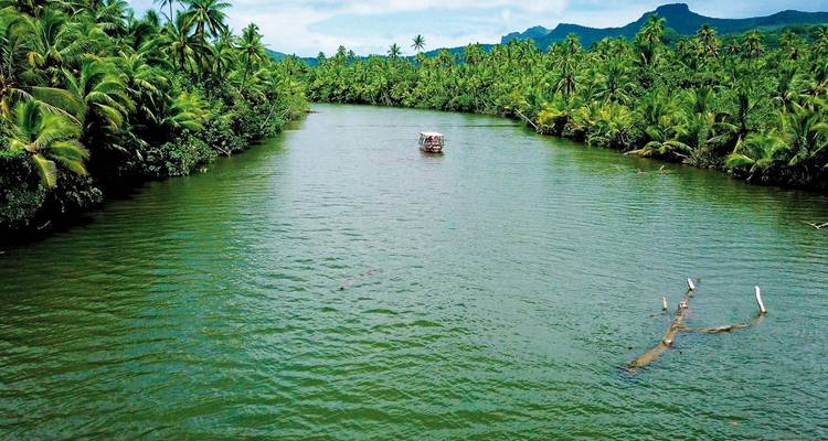 Fluss umgeben von dichtem Palmwald