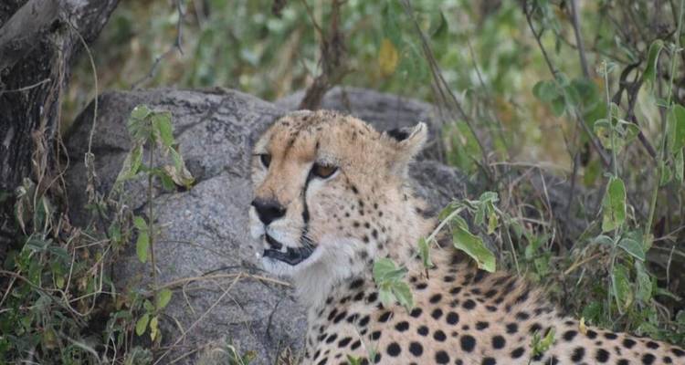 Safari en albergue: Tarangire, Serengeti, Cráter del Ngorongoro y Lago Manyara - Devine African Safaris Ltd 1