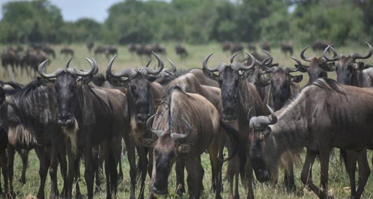 Safari en albergue: Tarangire, Serengeti, Cráter del Ngorongoro y Lago Manyara - Devine African Safaris Ltd 8