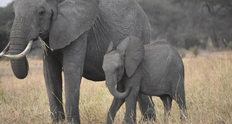 Safari en albergue: Tarangire, Serengeti, Cráter del Ngorongoro y Lago Manyara - Devine African Safaris Ltd 9