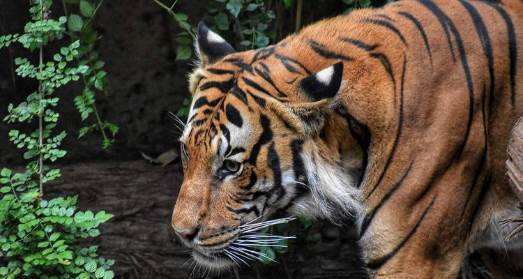 ¡Viaje a Delhi, Agra y Jaipur con safari en la jungla con tigres! -  Taj Voyages Tours  2