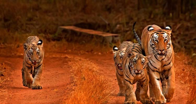 ¡Viaje a Delhi, Agra y Jaipur con safari en la jungla con tigres! -  Taj Voyages Tours  3