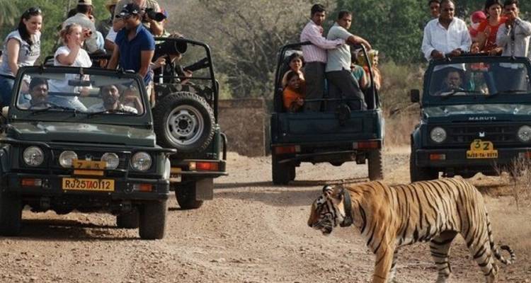 ¡Viaje a Delhi, Agra y Jaipur con safari en la jungla con tigres! -  Taj Voyages Tours  4