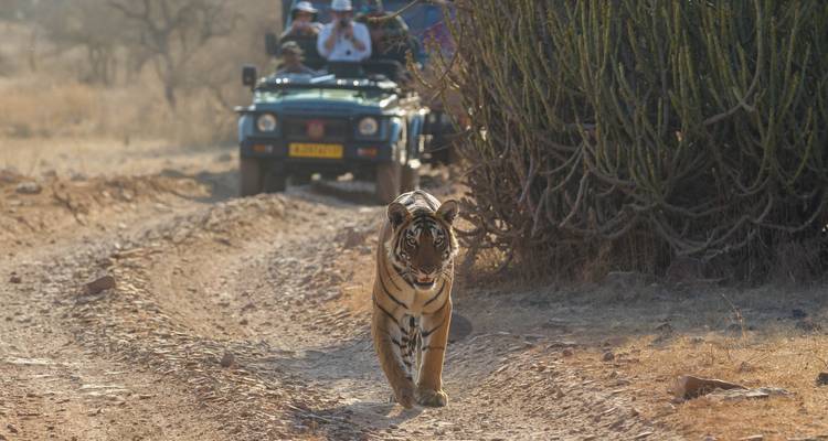 ¡Viaje a Delhi, Agra y Jaipur con safari en la jungla con tigres! -  Taj Voyages Tours  10