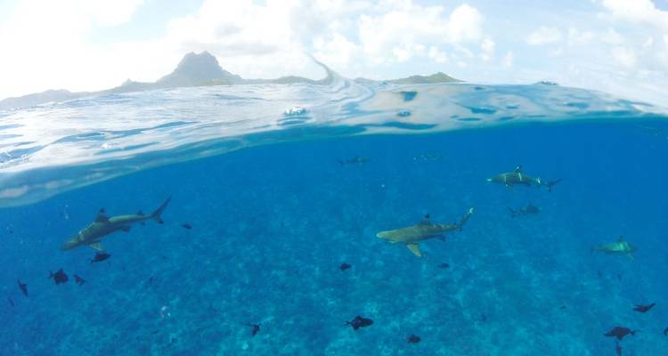 Bora Bora Dream - DIAMIR Erlebnisreisen 5