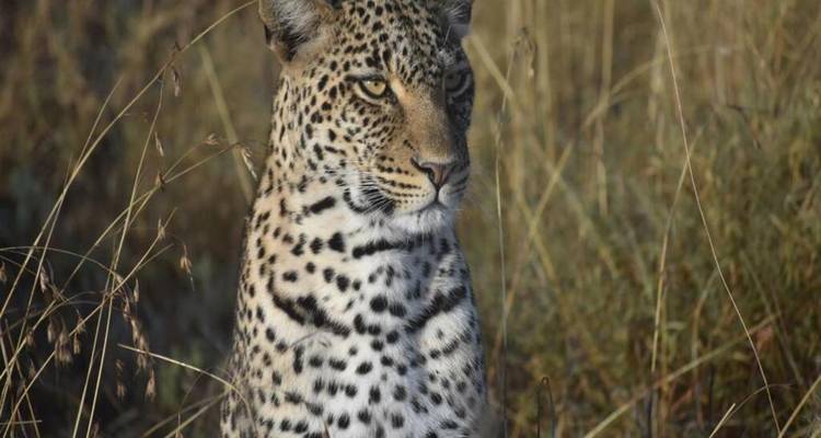 Experiencia Tanzania Lodge Safari - Serengeti y Cráter del Ngorongoro - Devine African Safaris Ltd 1
