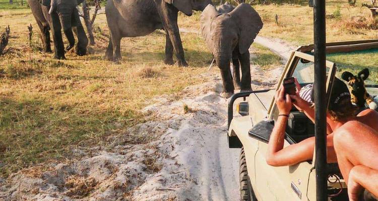 Un jeep de safari abierto se detiene mientras varios elefantes cruzan un camino arenoso mientras un viajero sin camisa los fotografía.