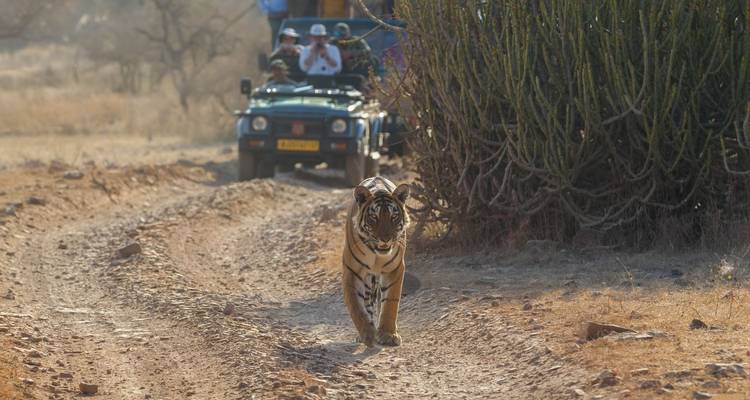 Tigre marchant sur un sentier de terre suivi par une jeep de safari