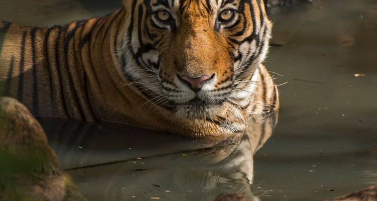 Tigre fixant du regard tout en étant submergé dans l'eau