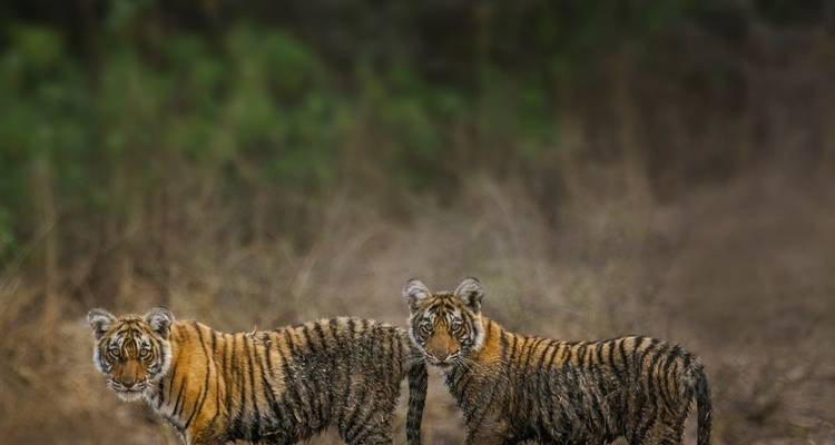 Deux petits tigres dans un environnement forestier