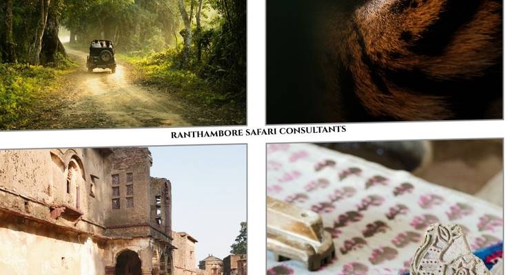 Collage d'images de Safari de Ranthambore