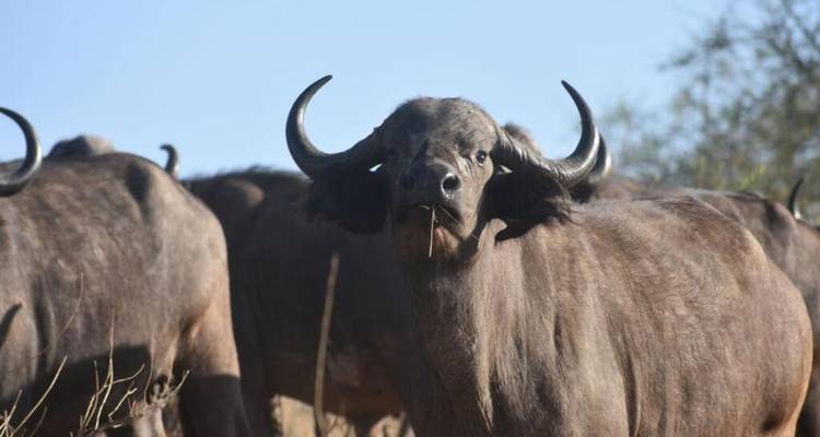 Safari en lodge privé : Serengeti, cratère du Ngorongoro et lac Manyara - Devine African Safaris Ltd 10