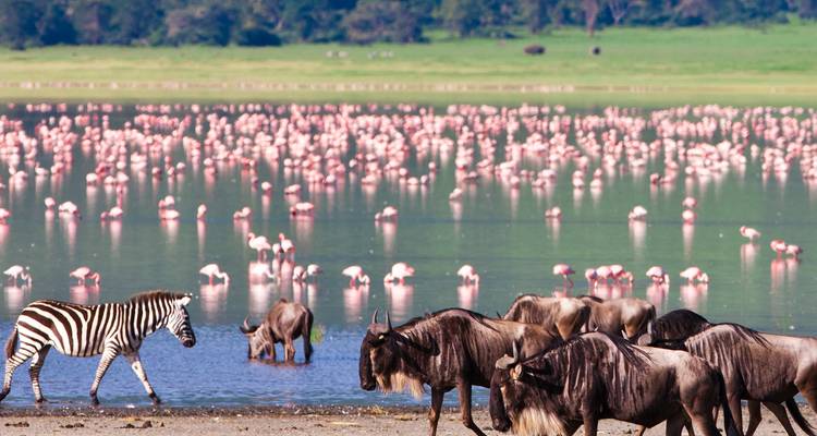 Masai Mara & Tanzania Explorer (Accommodated) - 13 days - On The Go Tours 1