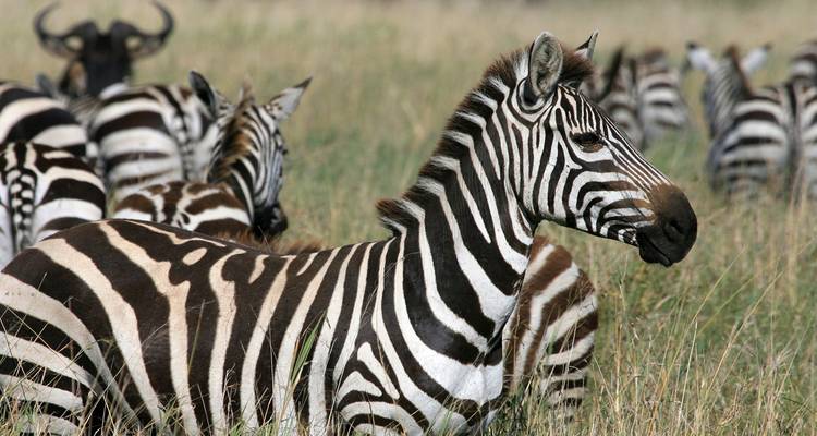 Eine Herde Zebras, die in einer Savannenlandschaft grast.