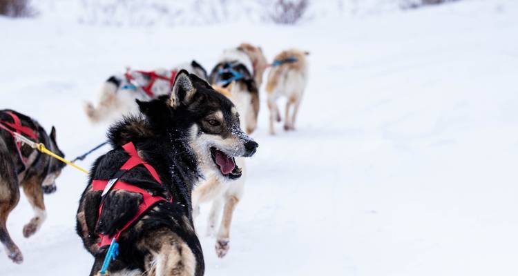 Northern Lights and Winter Nights in Churchill Manitoba - Frontiers North Adventures 3