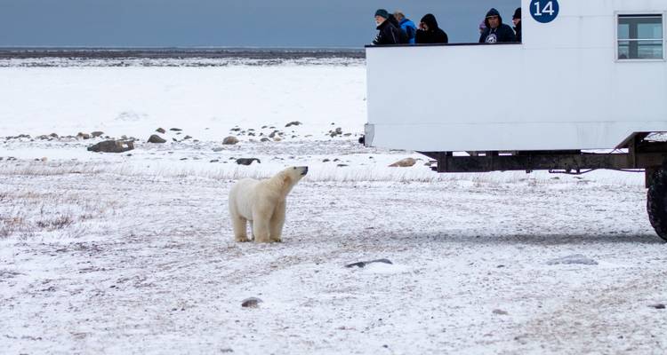 Osos polares en Churchill y el Tundra Buggy Lodge - Frontiers North Adventures 3