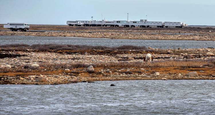 Osos polares en Churchill y el Tundra Buggy Lodge - Frontiers North Adventures 8