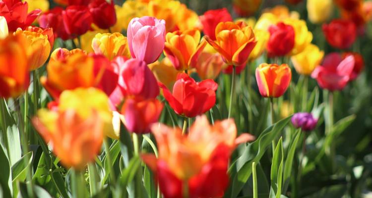 Amsterdam City Break: Canals & Windmills - Omega Tours 4