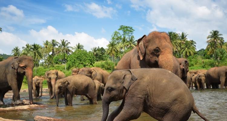 Lo más destacado de Sri Lanka - Culture Holidays Private Limited 3