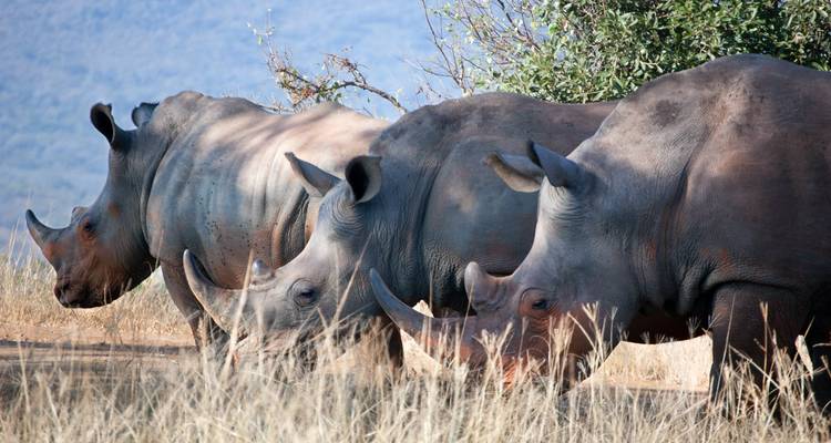 2 Días de Safari de Lujo en el Rancho Solio en Jeep 4x4 Landcruiser - Gracepatt Ecotours Kenya 10