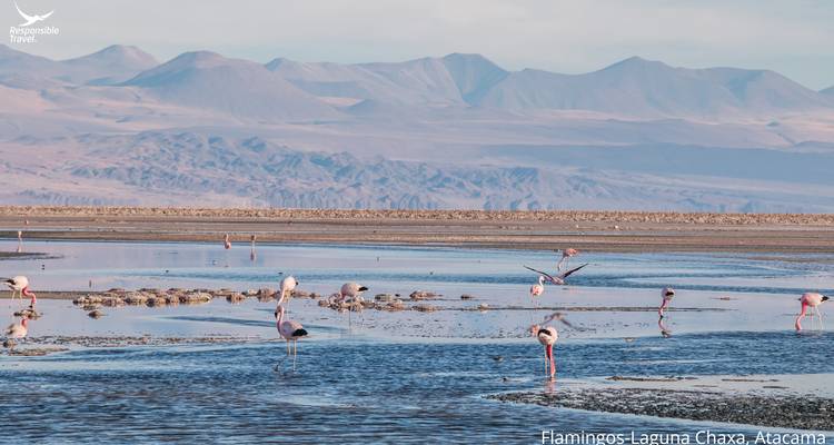 6 Days Atacama Desert & Uyuni Express: A Journey Through Otherworldly Landscapes - Responsible Travel South America 1