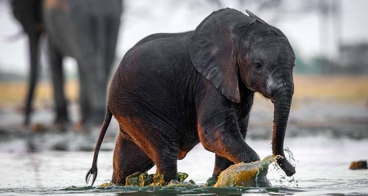 Zimbabwe and Botswana Wildlife Safari - Explore! 5