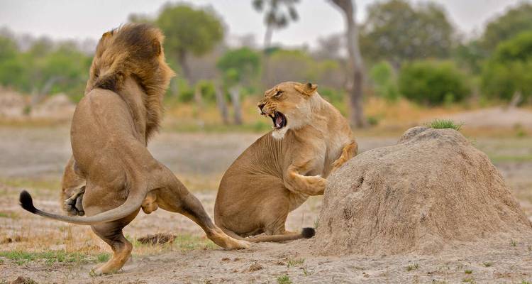 Zimbabwe and Botswana Wildlife Safari - Explore! 2