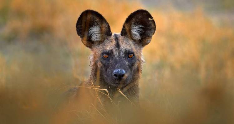 Zimbabwe and Botswana Wildlife Safari - Explore! 7