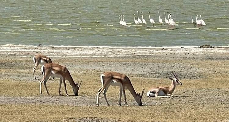 6 Days Private safari in Tanzania - Safari Serengeti Booking 2
