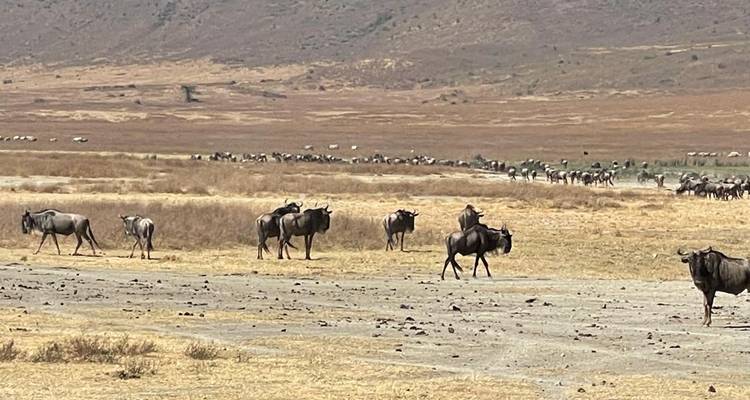 6 Days Private safari in Tanzania - Safari Serengeti Booking 3