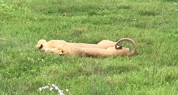 6 Days Private safari in Tanzania - Safari Serengeti Booking 7