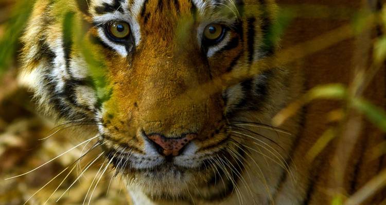 Tigre, Taj et plage de rêve - DIAMIR Erlebnisreisen 5