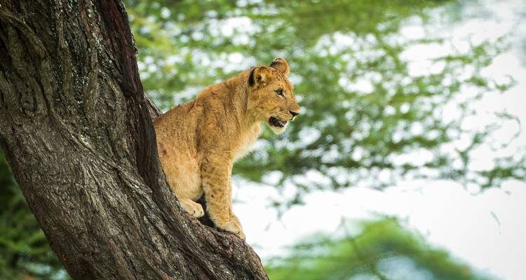 Safari extravagant de 6 jours en Tanzanie - Safari Serengeti Booking 1
