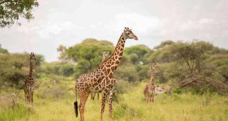 Safari extravagant de 6 jours en Tanzanie - Safari Serengeti Booking 8