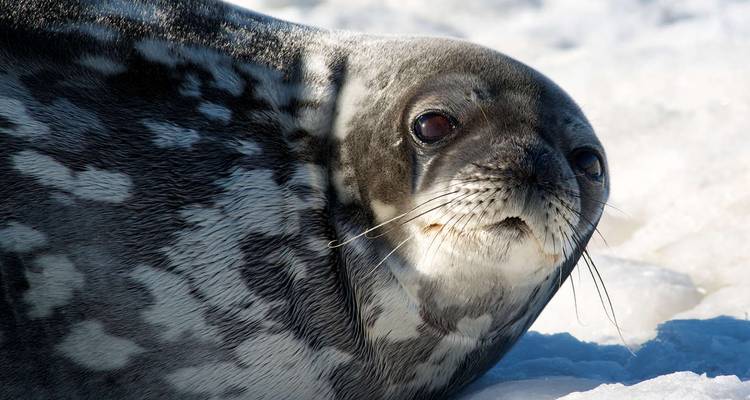 Traversée du cercle antarctique - M/V Greg Mortimer - Explore! 6