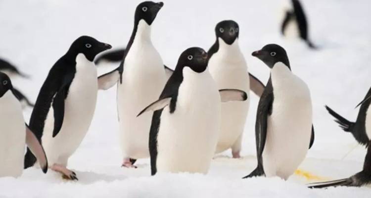 Adelie-Pinguine, die auf schneebedecktem Boden stehen und in verschiedene Richtungen blicken
