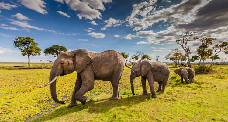 Safari de lujo de 4 días en Serengeti, Ngorongoro y Fauna Serval - Gracepatt Ecotours Kenya 10