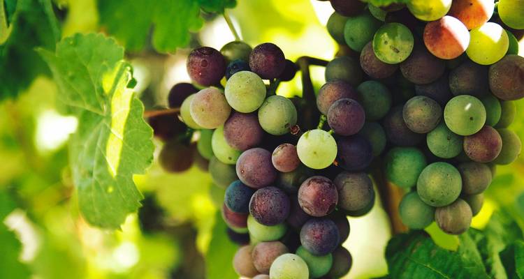 Bourgogne et Alsace : Vignobles, villages et patrimoine - Omega Tours 1