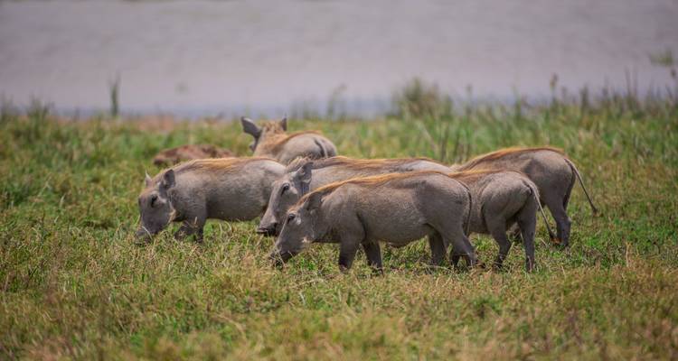 7 Days Budget Safari in Tanzania - Safari Serengeti Booking 2