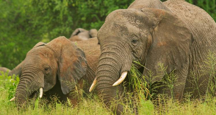 7 Days Budget Safari in Tanzania - Safari Serengeti Booking 8