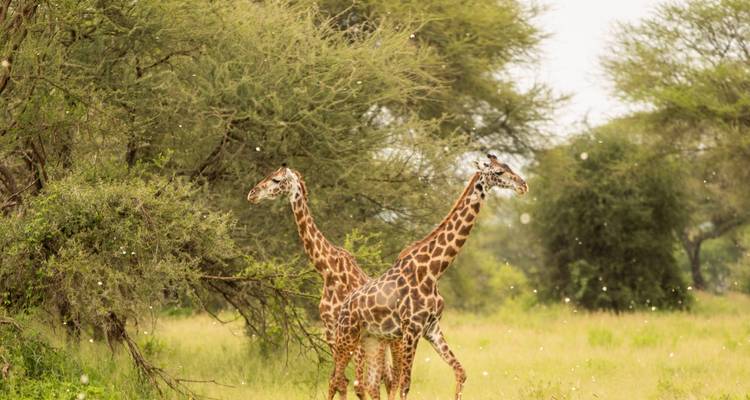7 Days Budget Safari in Tanzania - Safari Serengeti Booking 9