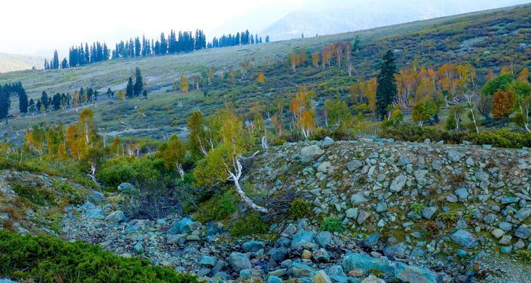 Hillside with scattered trees and rocks.