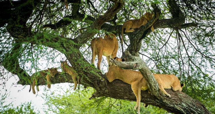 7 Days Serengeti Lodge Safari - Safari Serengeti Booking 1