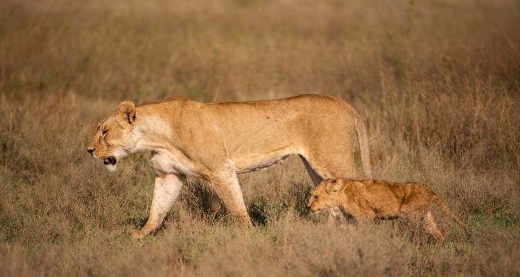 7 Days Serengeti Lodge Safari - Safari Serengeti Booking 3